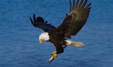 Bird Wings - What's on a Wing? » Wilderness Awareness School