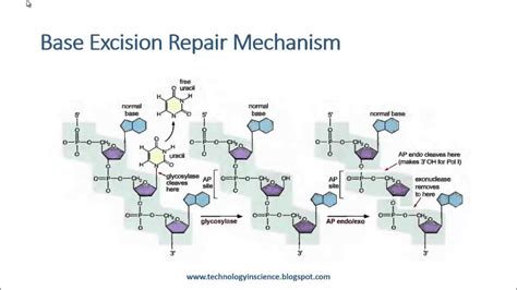 Base Excision Repair Mechanism - YouTube