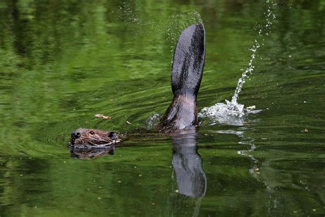 Beaver Photos: Swimming, Diving, Grooming, Tail Slapping