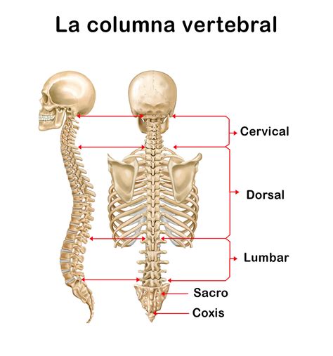 La Columna Vertebral: funciones, ubicación, partes, funcionamiento, características