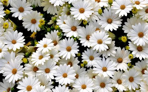 White Daisies wallpaper | 1920x1200 | #83383