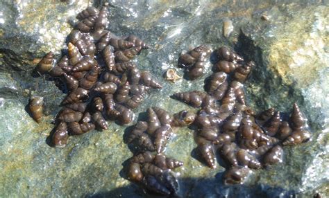 Invasive New Zealand Mud Snail Sparks Alarm as it Invades US' Lake Tahoe | Tech Times