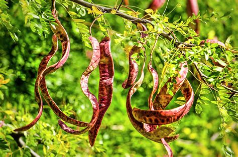 Pods of the Honey Locust Photograph by Frans Blok - Pixels