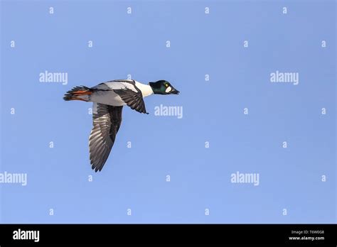 common goldeneye migration time Stock Photo - Alamy