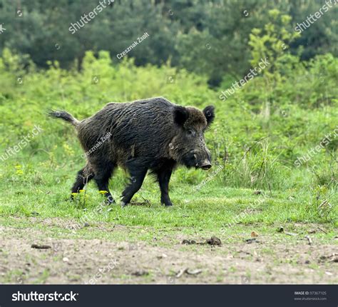 European Wild Boar Stock Photo 97367105 - Shutterstock