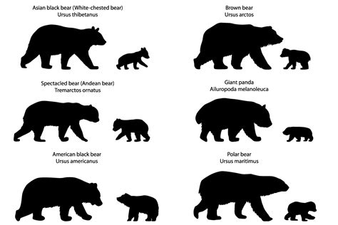 Silhouettes of bears and bear-cubs (54977) | Illustrations | Design Bundles