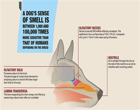 A dog's sense of smell is 1,000-10,000 times stronger than humans ...