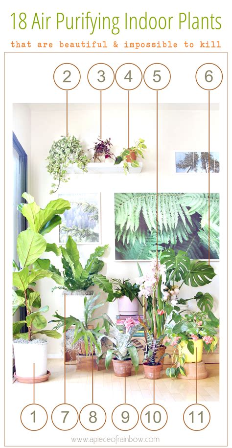 18 Most Beautiful Indoor Plants ( & 5 Easy Care Tips! ) - A Piece Of ...