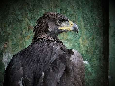 Golden eagle flew to England during lockdown in first for conservation project | Express & Star