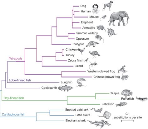 The African coelacanth genome provides insights into tetrapod evolution - Nature | Phylogenetic ...