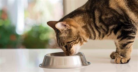 8 Best Organic Cat Food Picks (2022) - We Love Cats and Kittens