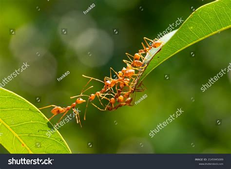 231,069 Ant Images, Stock Photos, 3D objects, & Vectors | Shutterstock