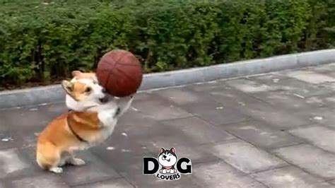 Corgi dogs playing basketball compilation 2021 - YouTube