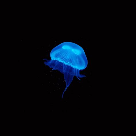 Moon Jellyfish Pet