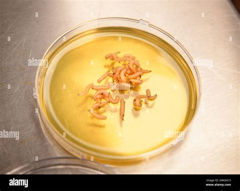 Maggot debridement therapy hi-res stock photography and images - Alamy