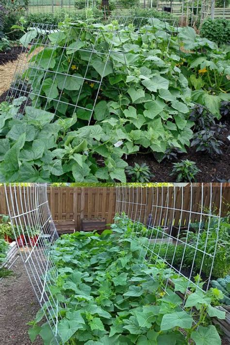 Diy Trellis Ideas For Cucumbers : 22 Best Diy Trellis Ideas Easy Garden ...