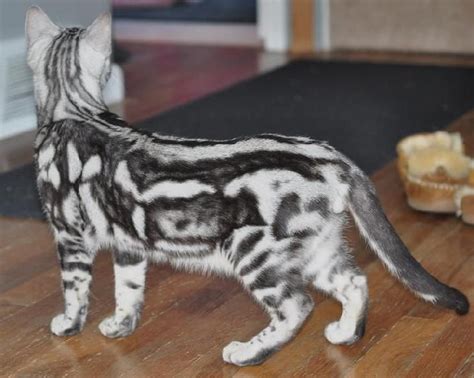 silver marble bengal … (With images) | Bengal kitten, Bengal kittens for sale, Bengal cat