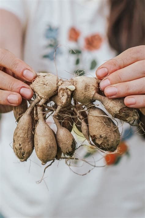 How to Dig, Divide and Store Dahlia Tubers