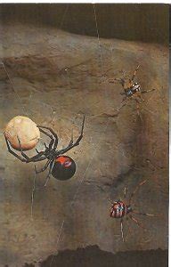 Black Widow Spider Cincinnati Ohio Museum Natural History Postcard ...