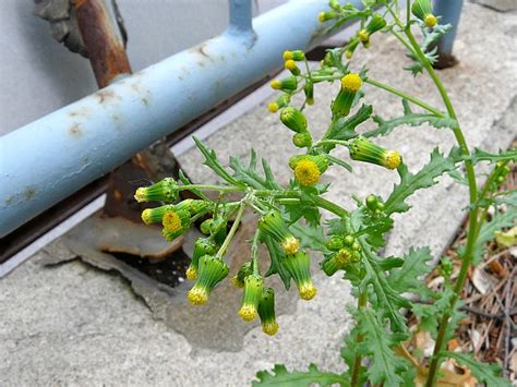 Toronto Wildlife - More Common Groundsel