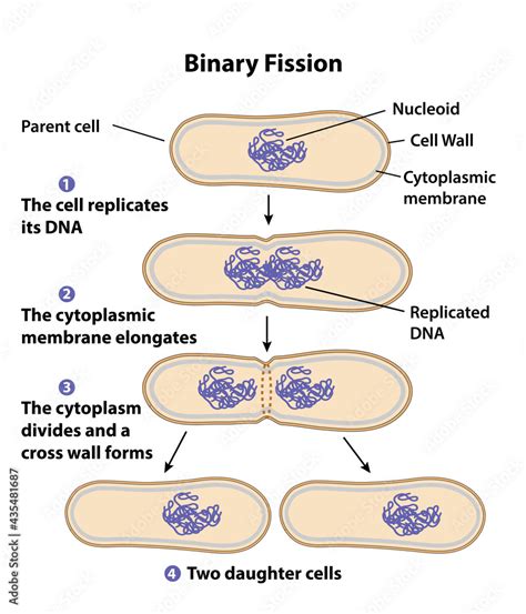 Binary fission process of cell reproduction in the division stages ...