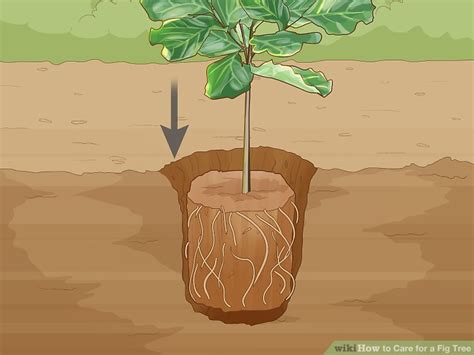 5 Ways to Care for a Fig Tree - wikiHow