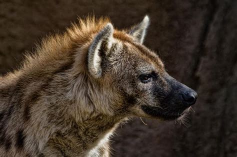 Pin by Joe Ski on Hyenas | Hyena, Cute wild animals, African animals