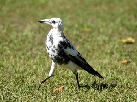 Leucistic Magpie | BIRDS in BACKYARDS