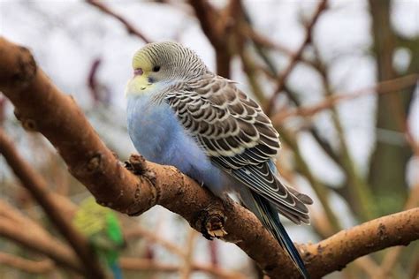 Free Photos, Free Images, Stock Images Free, Budgies Bird, Parrot ...