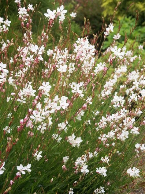 Butterfly Flower Gaura Lindheimeri