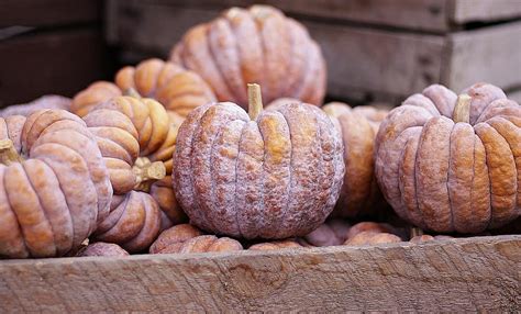 pumpkin, autumn, vegetables, halloween, food, harvest, fall, outdoor, pumpkin patch | Pikist