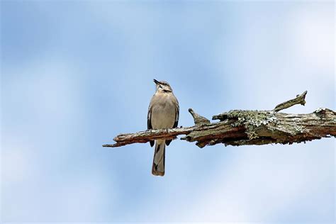 Singing Mockingbird Photograph by Daniel Caracappa - Fine Art America