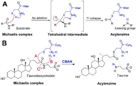 Catalytic mechanism of Ntn-hydrolases. Panel (A). The reaction begins ...