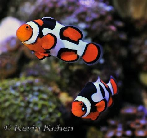 ORA Picasso Clownfish #clownfish Saltwater Aquarium Fish, Saltwater Tank, Marine Aquarium ...