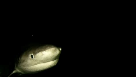 Deep Sea Sharks of the Twilight Zone | Nature and Wildlife | Discovery