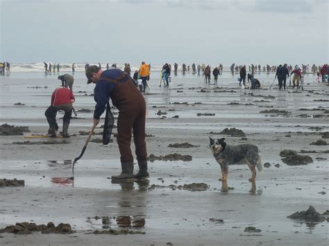 Clam Dig Razor Clam Digging image via NOAA - LewisTalkWA