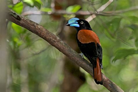 Madagascar Birding Tours - Birdwatching Tours - Birdquest