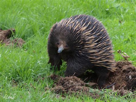 Eucalypt Habitat: Echidna comes home