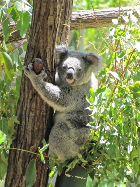 Handsome boy | Koala bear, Australian wildlife, Handsome boys