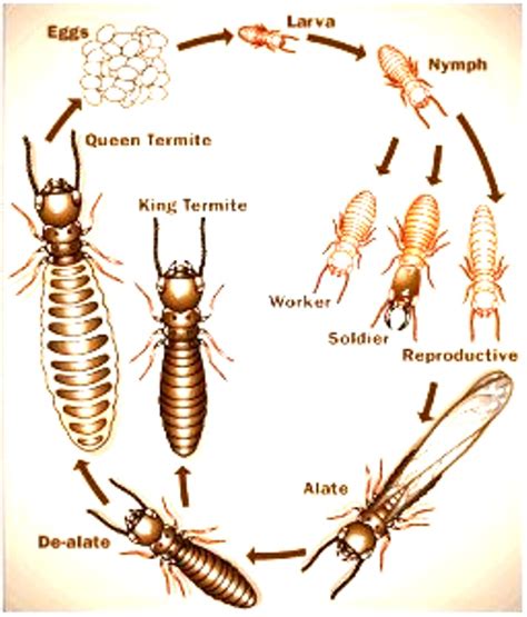 Animals Plants Rainforest: Termites Habitat, Baby, Fly?