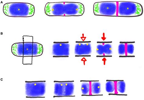 Three models for division site selection. A. Nucleoid Occlusion. The... | Download Scientific ...