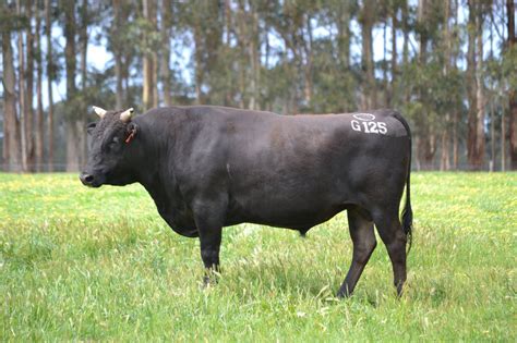 What is the Best Investment this Australian Wagyu Breeder Made?