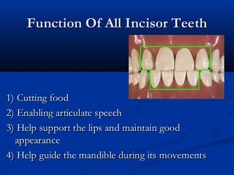 Generals About Incisors