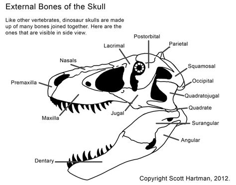 Tyrannosaur Skull Bones Anatomy