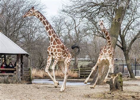 These Brookfield Zoo Giraffes Just Went Outside After Chicago’s Long ...