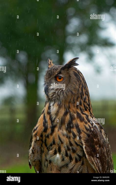 European Eagle Owl Stock Photo - Alamy