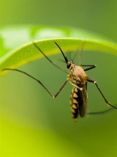 Indoor Plants To Keep Mosquitoes Away | Zoom TV