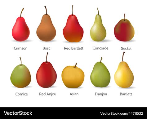 Pear Varieties Chart