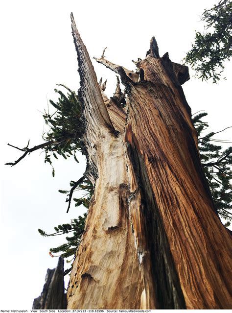 Methuselah Tree - Famous Bristlecone Pines