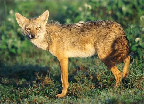 Jackal Animals | Amazing Facts & Latest Pictures | The Wildlife